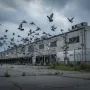 birds moving away