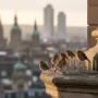 birds not minding spikes