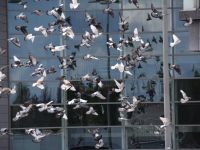seagulls flying