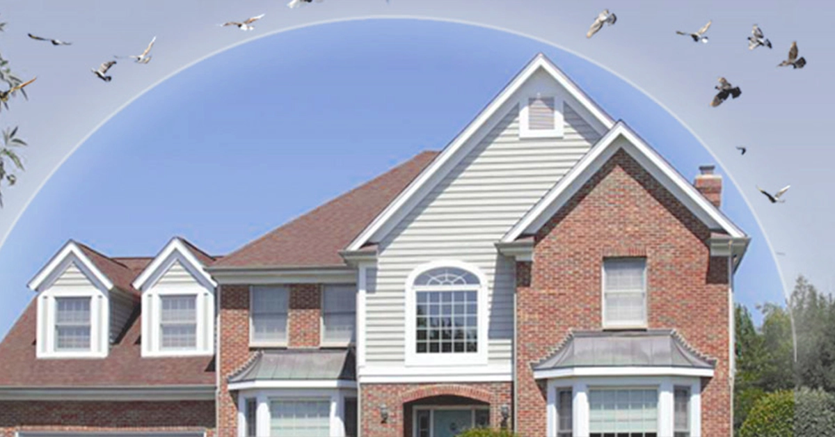 How to Keep Birds Off of Homes and Businesses - Pigeon Abatement - Symterra